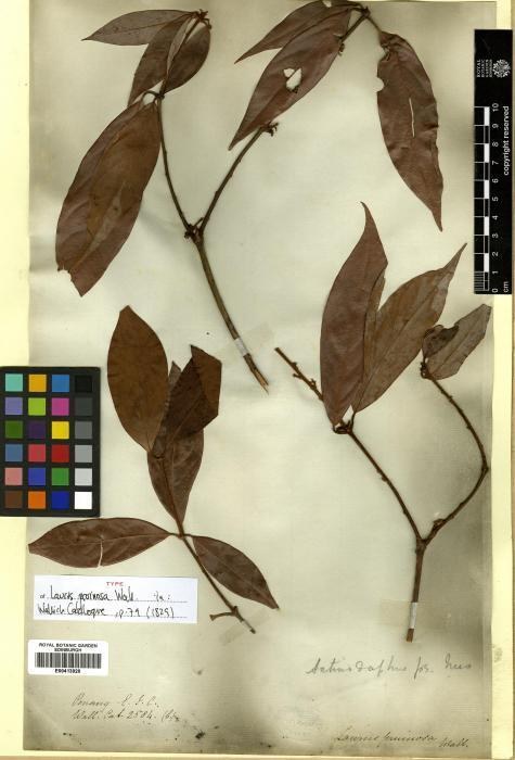 Preserved Actinodaphne pruinosa herbarium specimen