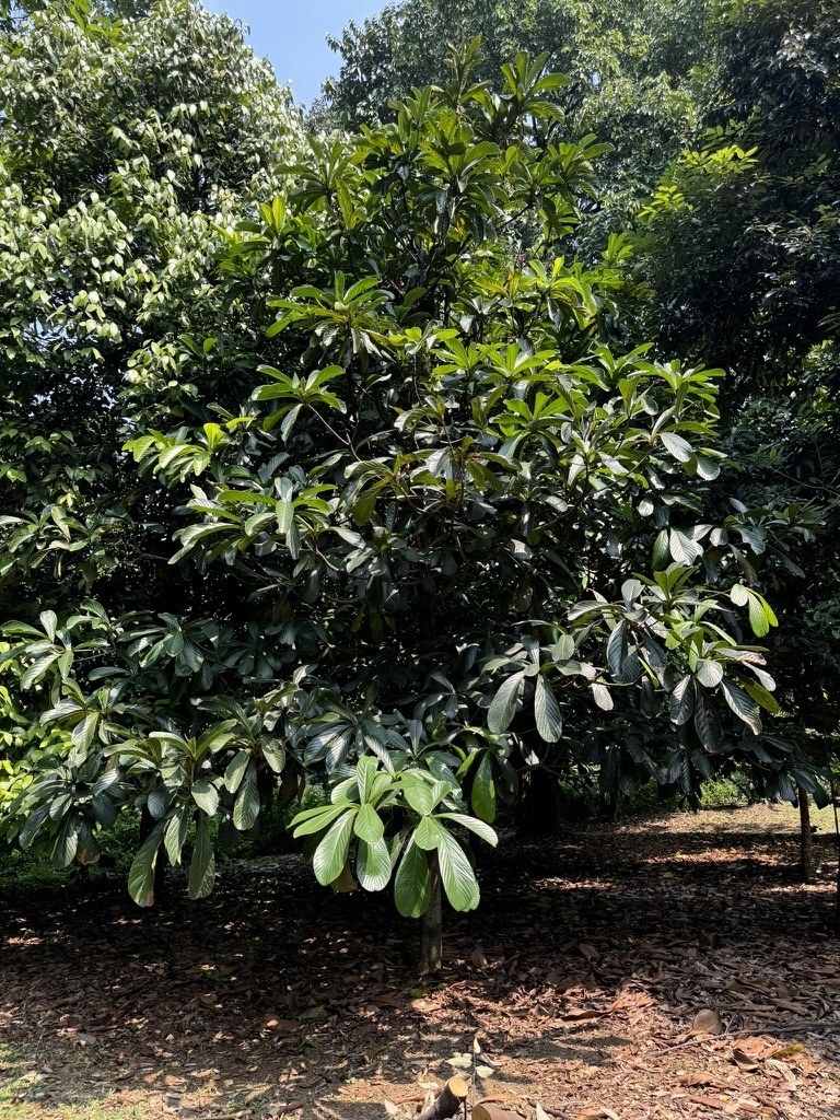 Living Beilschmiedia kunstleri tree with dense green foliage
