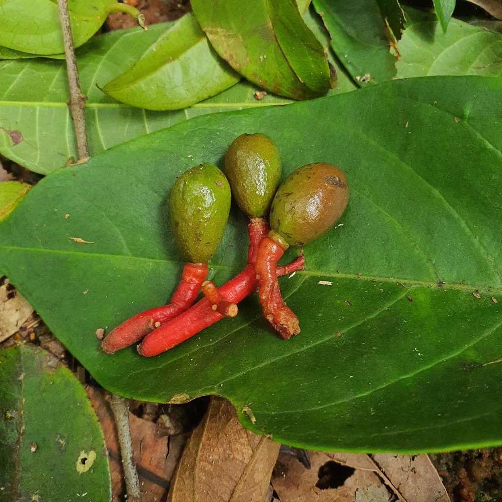 Beilschmiedia madang fruits with red stalks