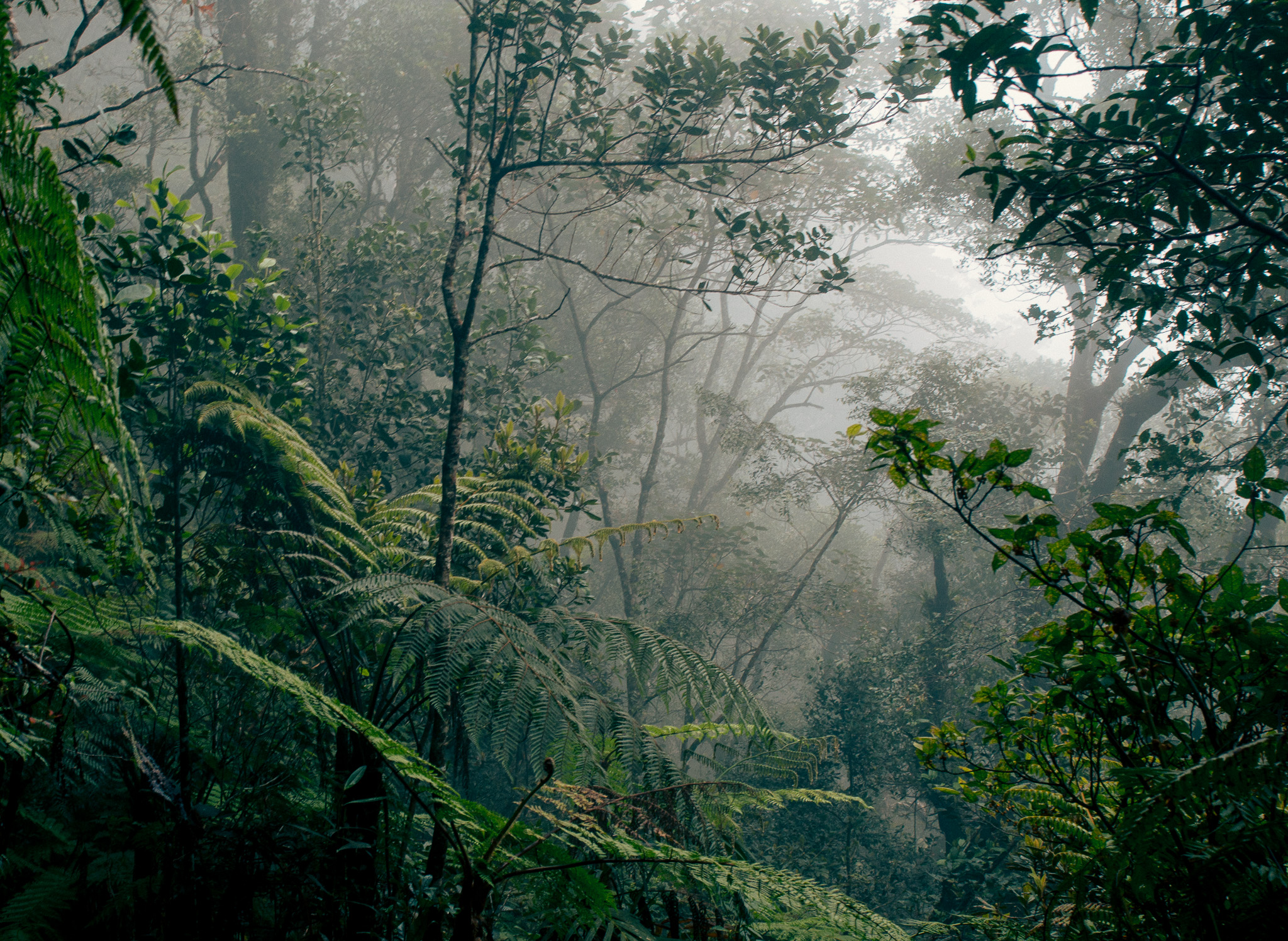 Layers of green forest fading into mist in Kinabalu Park, Sabah
