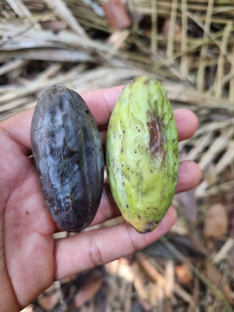 Dark and green Canarium littorale fruits held for scale