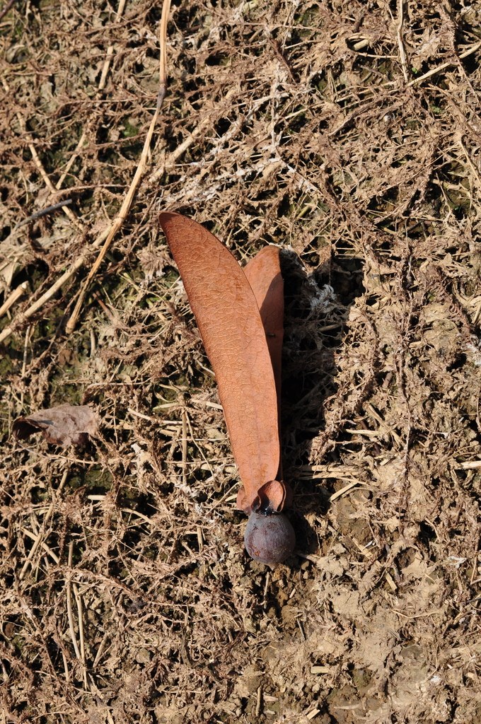 Winged Dipterocarpus kerrii fruit on the ground