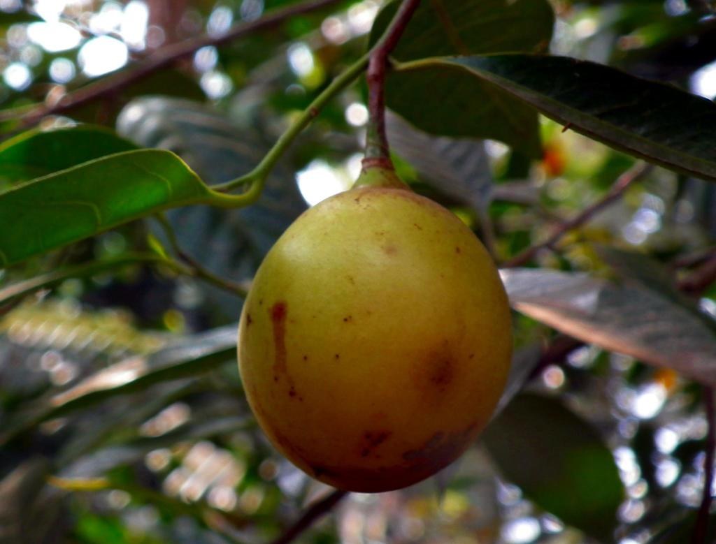 Yellow Myristica fragrans fruit on a leafy branch