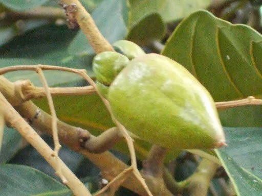 Green fruit and leaves of Vatica rassak